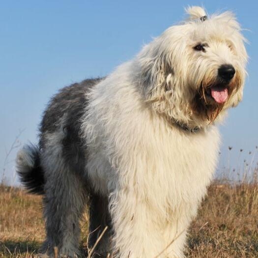 Old English Sheepdog